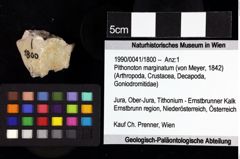 Foto (Objket + Etiketten) von Goniodromitidae indet. 